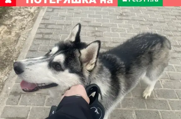 Собака с двумя ошейниками на улице Комарова, 3А в Обнинске.