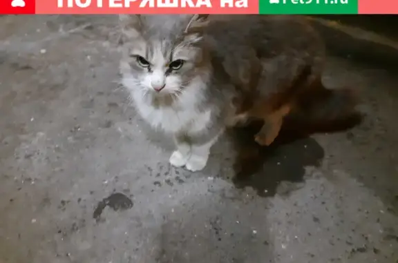 Найдена серо-белая кошка на Шипиловском проезде, Москва