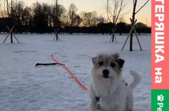 Собаки потеряшки, Санкт-Петербург, фото: Потеряшка собака Лаки в Пениковском поселении