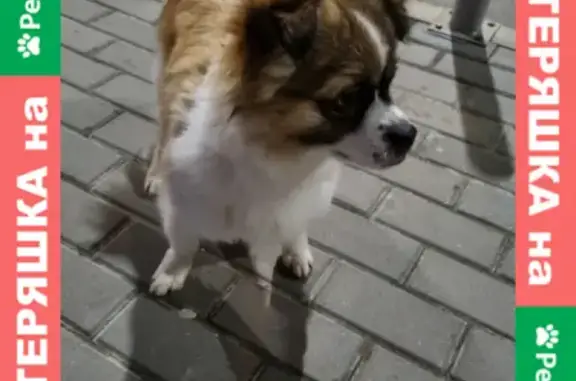 Найденные животные Ростов-на-Дону, фото: Собака найдена на ул. Герасименко, 17/2 в Ростове-на-Дону