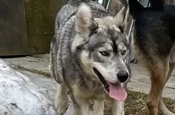 Собака найдена в Снегирах на Советской, 18А
