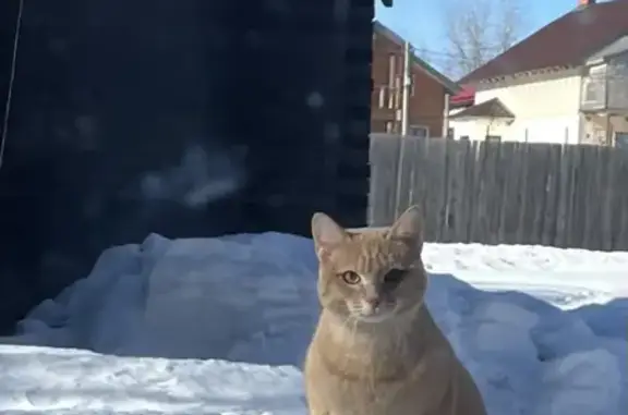 Пропал котик Персик на Лядовской улице, Пермь