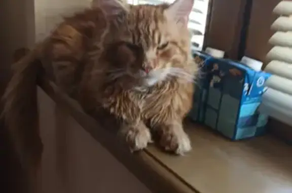 Кошки потеряшки, Новосибирск, фото: Потеряшка крупный рыжий кот, адрес: Голубой Залив, мкр Сибирский 5