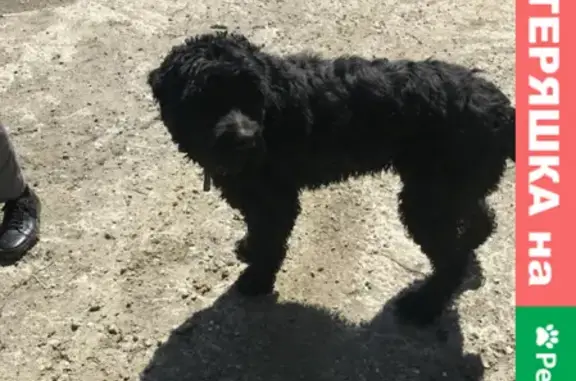 Найдена крупная черная собака на ул. Ландышевой, Сочи