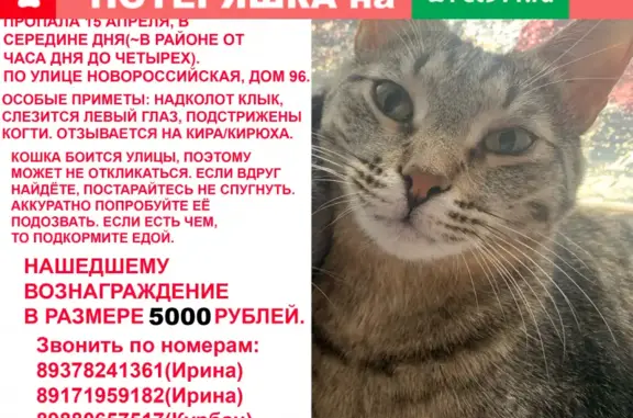 Пропала кошка на Новороссийской, 96, Астрахань (фото)