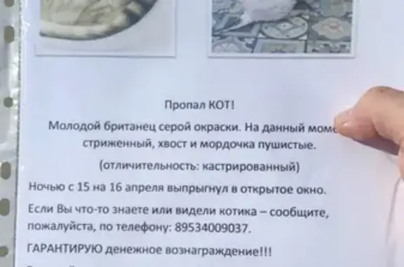 Кошки потеряшки, Казань, фото: Потеряшка кот на ул. Клары Цеткин, Казань