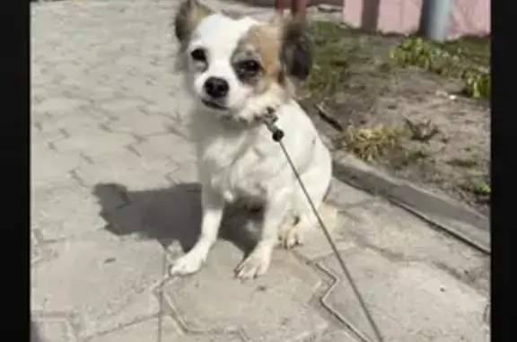 Собака найдена на улице Михеева, звоните 89207555545