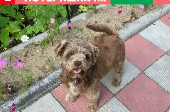 Пропала собака в Красногорске