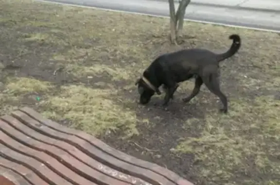 Потеряшка: черный пес на Таллинской 6, Москва