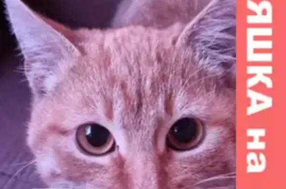 Найден рыжий кот с переломом в районе ООО ШУМАХЕР