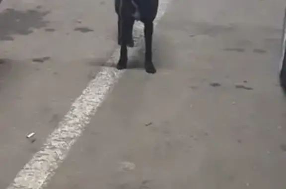 Потерянная собака на ул. Мира, Новороссийск