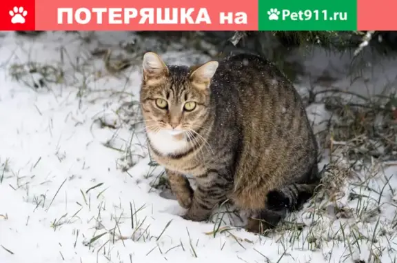 Объявления о пропавших и найденных животных, Набережные Челны, фото: Пропала кошка на ул. Усманова и Автозаводском пр.