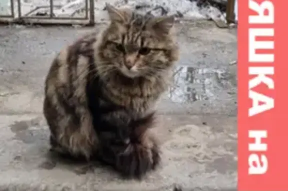 Найден пушистый кот на пр. Вернадского 89, Москва