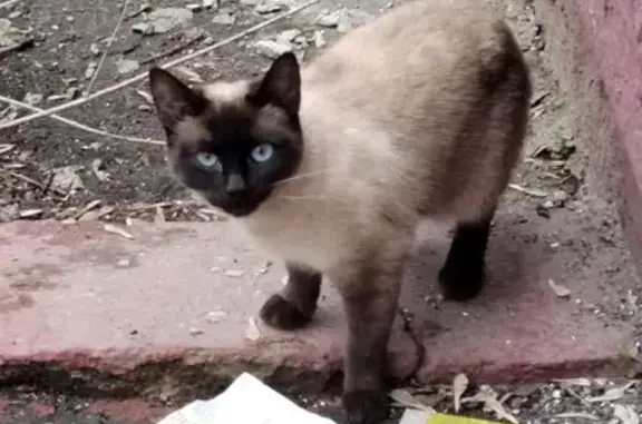 Найдена сиамская кошка в Тушино, ул. Свободы 5