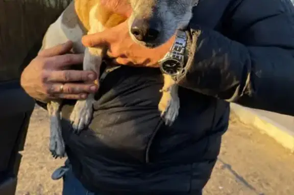 Пропала и найдена, но сбежала: собака Джек Рассел в ЛО, близ Красного села.