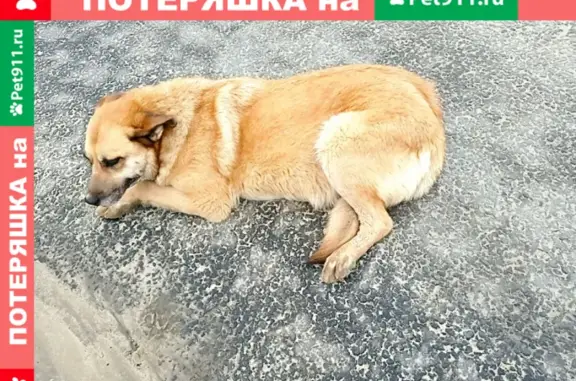Собака найдена в Пучково, на трассе «Золотое кольцо», Калуга.