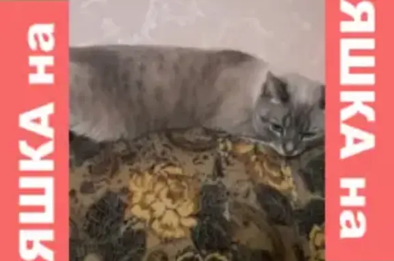 Пропала серая кошка в районе Шевченко, Смоленск