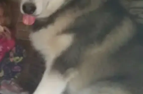 Объявления о пропавших и найденных животных, Тверь, фото: Пропала собака Маламут в районе Юность, Тверь.