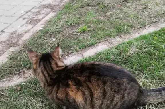 Найден домашний кот на ул. Астраханская, дом №5
