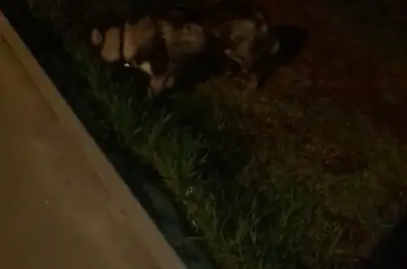 Найден щенок хаски возле Можайского пруда, ул. Зои Космодемьянской