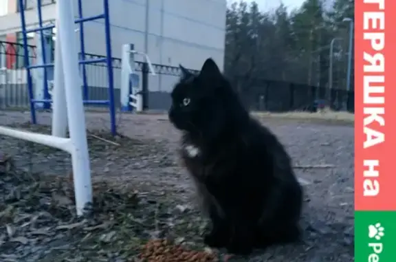 Пропала кошка на улице Козлова