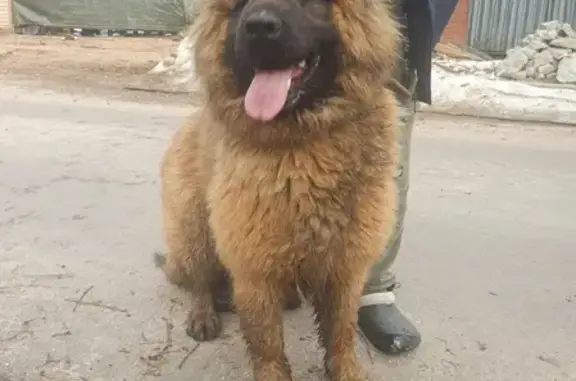 Собака на Маяковского, 9 в Кокошкино