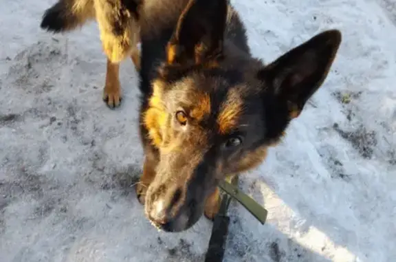 Пропала собака в Емельяново на Московской, 178
