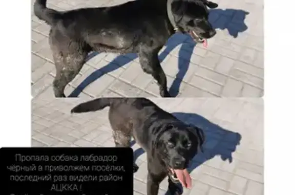 Пропала собака Анфиса на ул. Тренева 21 в Астрахани