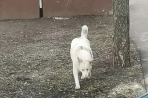 Найдена белая собака на Ленинском проспекте 102