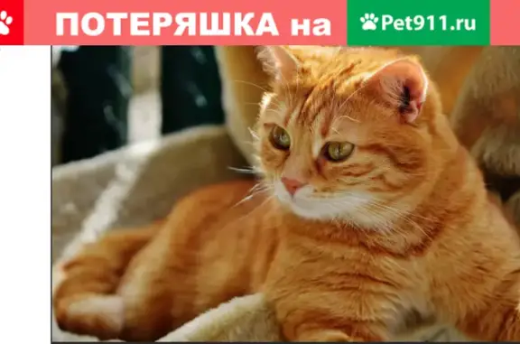 Пропал кот Лисик в Таврово-10, вознаграждение гарантировано!