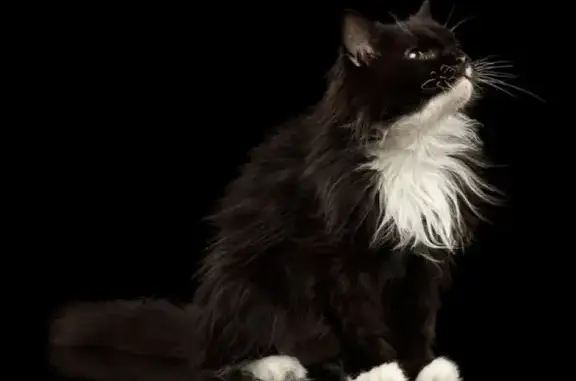 Кошки потеряшки, Тюмень, фото: Потеряшка старая кошка на ул. Котельщиков, 17/2 (Тюмень)