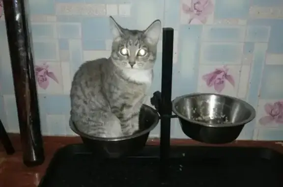 Объявления о пропавших и найденных животных, Набережные Челны, фото: Пропала кошка в Набережных Челнах (51/01)