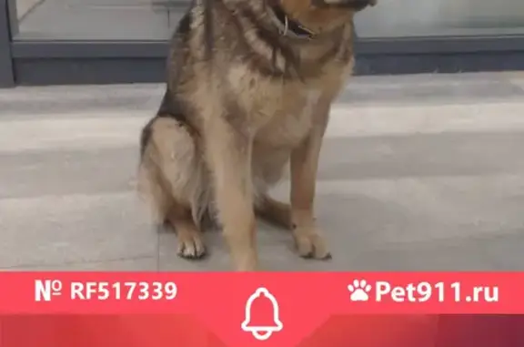 Найдена собака Кобель в Москве на м.Славянский бульвар