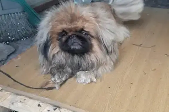 Собака найдена на автостоянке в Москве
