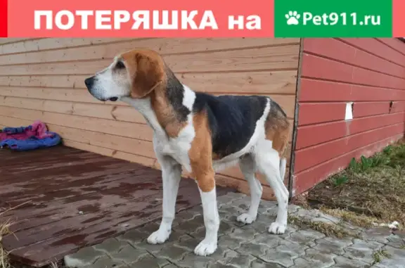 Найдена собака Русская гончая без клейма и ошейника - 13, Редькино