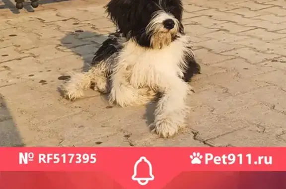 Найдена домашняя собака на улице Богдана Хмельницкого