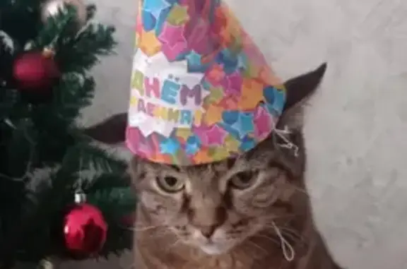 Кошки потеряшки, Новосибирск, фото: Потеряшка кошка в Новосибирске, Кот 2 года, торчат клыки.