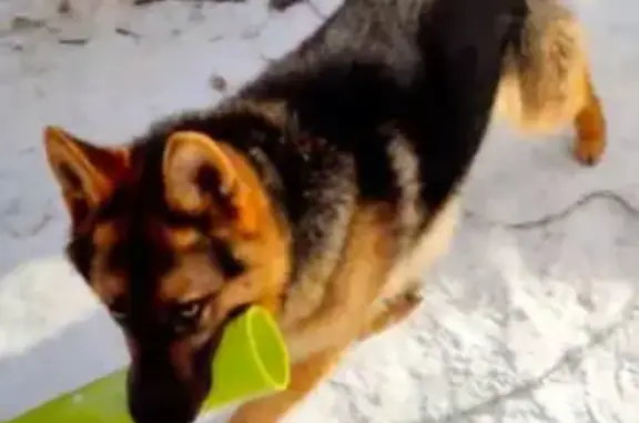 Собаки потеряшки, Томск, фото: Потеряшка собака Берта на Сибирской, Томск