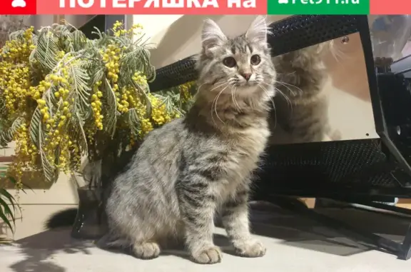 Пропала кошка по адресу ул. Петровского, 21