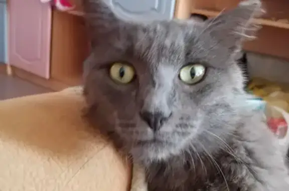 Пропала кошка с откушенным ухом в Саратове