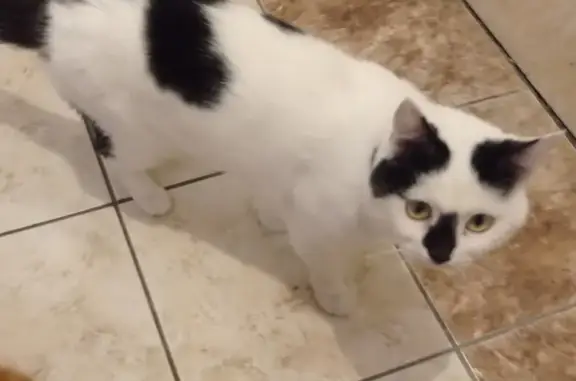 Кошки потеряшки, Ванино, фото: Потеряшка кошка на ул. Академика Павлова, 3