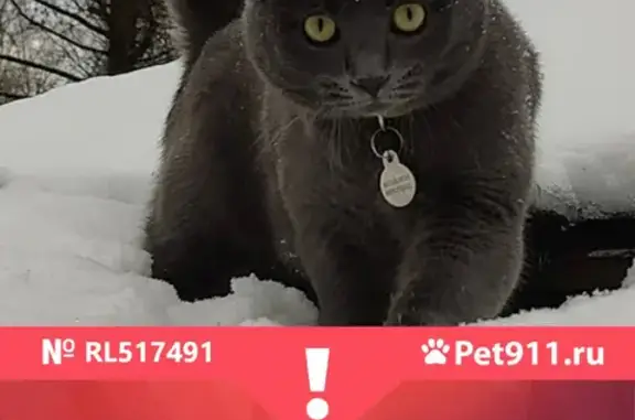 Пропала кошка Сильвер в Марушкинском поселении, Москва