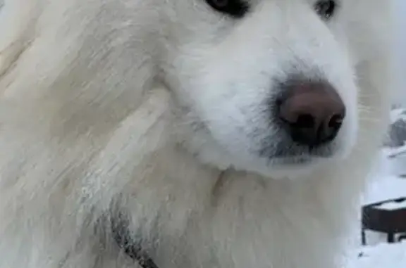 Пропала собака с уникальными глазами в Байкузино