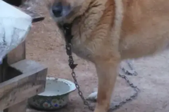 Собаки потеряшки, Томск, фото: Потеряшка собака Спирит с ул. Уютной, микрорайон Зеленая долина-2, поселок Корнилово.