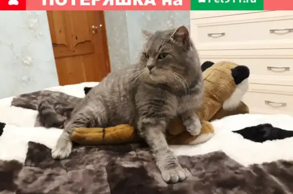 Пропала кошка Чешир на Северной улице, 84 в Новочеркасске