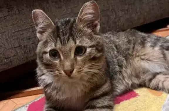 Найдена кошка-котёнок на ул. Крупской 9/2 возле Магнита