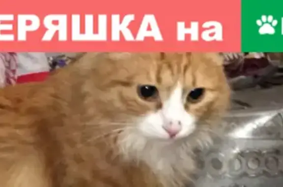 Пропал кот Чаки, 50 лет ВЛКСМ д.8, Белебеевский район, Башкортостан.