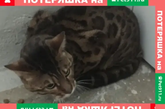 Найденные животные Москва, фото: Найдена кошка на Братиславской, Москва