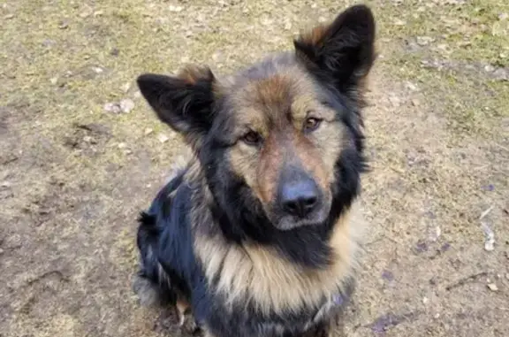 Найдена дружелюбная собака в Михалихе, Тверская область