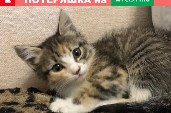 Найдена кошка на 1-й Механической, 18 в Новосибирске